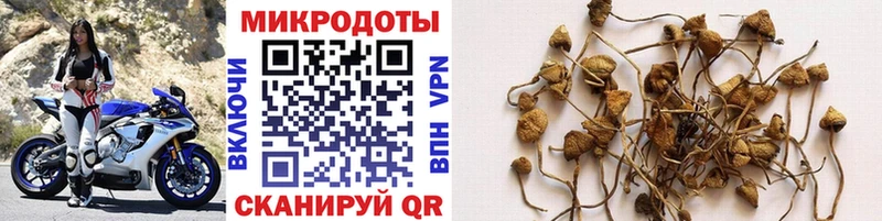 Купить где  Магнитогорск  Галлюциногенные грибы Psilocybine cubensis 